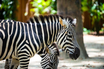 Obraz na płótnie Canvas Photo of a pair of Zebras feeding on hay (in black and white)
