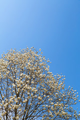 青空と木蓮の花