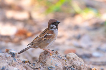 House sparrow beautiful bird
