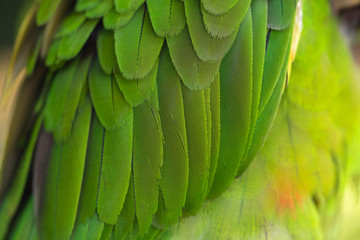 Closeup green parrot feathers