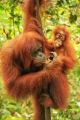 Female Sumatran orangutan with a baby sitting on a tree in Gunung Leuser National Park, Sumatra, Indonesia