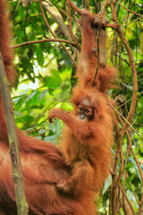 Baby Sumatran orangutan next to its mother n Gunung Leuser National Park, Sumatra, Indonesia