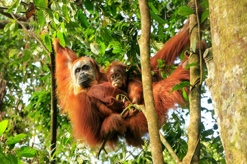 Female Sumatran orangutan with a baby hanging in the trees, Gunung Leuser National Park, Sumatra, Indonesia © donyanedomam