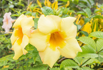 Fototapeta premium Beautiful yellow flowers in the garden.