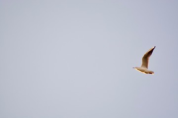 Beautiful one seagull in the blue sky.
