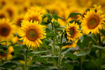 Close-up of golden yellow sunflowers in a field on a farm in Canterbury, New Zealand