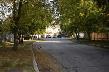 road in the park