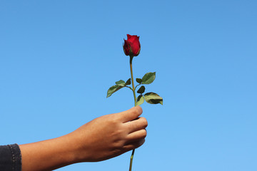 Red rose in human hand with  blue sky in sunny day background gift for love in Valentine day to special person