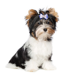 Dog beaver York Terrier on white background