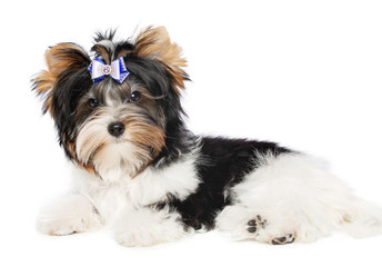 Dog beaver York Terrier on white background