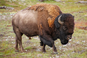 Mannelijke bizon wandelen in Yellowstone National Park, Wyoming