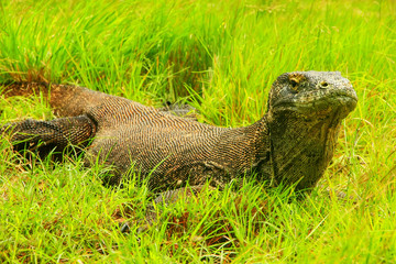 Komodo dragon lying in grass on Rinca Island in Komodo National Park, Nusa Tenggara, Indonesia