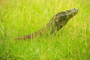 Naklejka premium Portrait of Komodo dragon lying in grass on Rinca Island in Komodo National Park, Nusa Tenggara, Indonesia