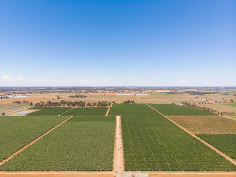 A drone picture of australian apple farm