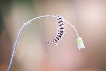 caterpillar, single, isolated, macro closeup of spiky bristles, hanging off stalk of plant, clean background, copy space