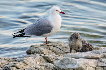 Red-billed gull with small chicks