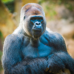 Fototapeta premium Big beautiful gorilla in the zoo. Tenerife. Canary Islands..Spain