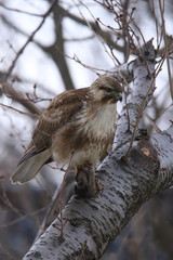 ノスリ　Eastern Buzzard