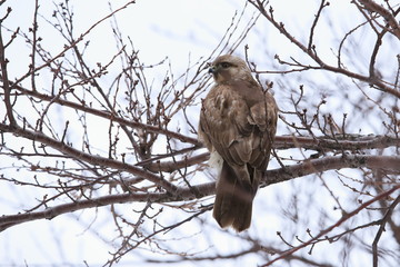 ノスリ　Eastern Buzzard