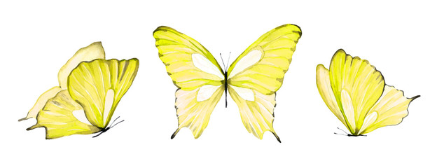Watercolor set of yellow isolated butterfly on white background