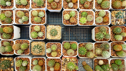 Succulent tree background