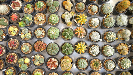 Succulent tree background