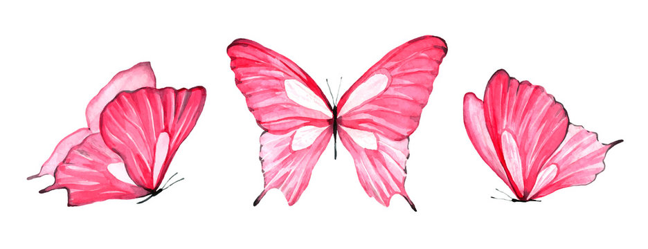 Watercolor set of pink butterfly isolated on white background