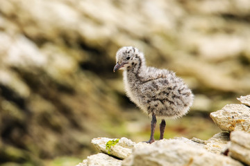 Chick of Red-billed gull standing on rocks, Kaikoura peninsula, South Island, New Zealand