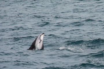 Fototapeta premium Dusky dolphin swimming off the coast of Kaikoura, New Zealand