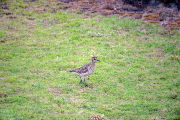 ハワイの野鳥、コーレア（ムナグロ）、Pacific Golden-Plover