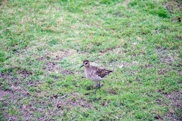 ハワイの野鳥、コーレア（ムナグロ）、Pacific Golden-Plover