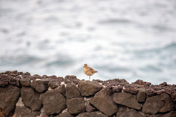 ハワイの野鳥、コーレア（ムナグロ）、Pacific Golden-Plover