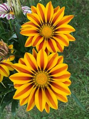 Gazania flowers blooming in summer