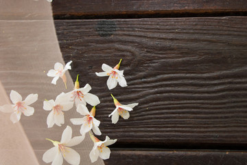 Snow in may ─ Tung blossom in Taipei, Taiwan.