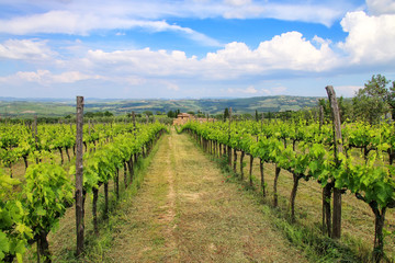 Fototapeta na wymiar Rows of grape vines at a vineyard near Montalcino, Val d'Orcia, Tuscany, Italy