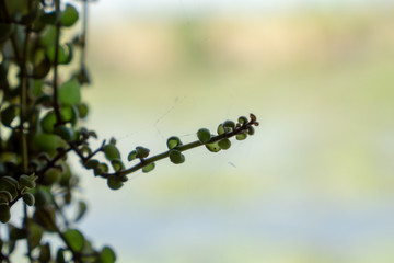 branch with green leaves