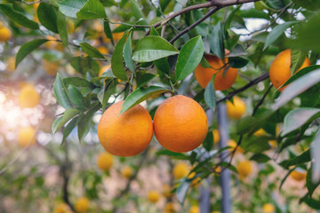 Branch of orange tree