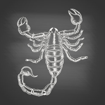 Scorpion - chalk drawing on the blackboard. Hand drawn sketch in vintage engraving style. Vector illustration of Arachnid. Water Zodiac Sign. Tattoo of a poisonous spider.