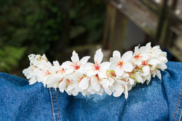 Snow in may ─ Tung blossom in Taipei, Taiwan.