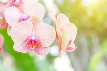 Naklejka na ściany i meble Orchid flower in orchid garden at winter or spring day for beauty and agriculture concept design. Phalaenopsis orchid.