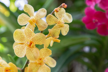 Orchid flower in orchid garden at winter or spring day for postcard beauty and agriculture idea concept design. Mokara Orchid.