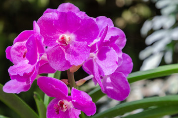Fototapeta na wymiar Orchid flower in orchid garden at winter or spring day for beauty and agriculture concept design. Vanda Orchid.