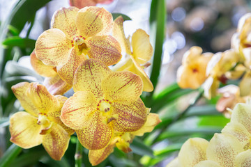 Obraz na płótnie Canvas Orchid flower in orchid garden at winter or spring day for beauty and agriculture concept design. Vanda Orchid.