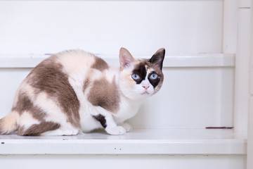 Thai cat blue eyed lying on house stairs look at camera.