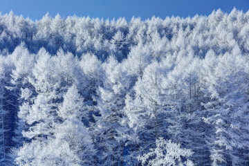 聖高原の霧氷