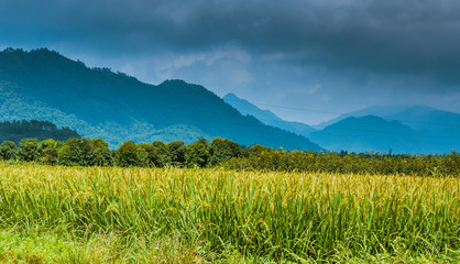 Fototapeta na wymiar The rice field scenery in autumn