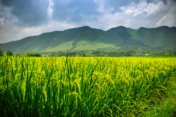 The rice field scenery in autumn