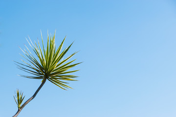 Tree on blue sky background