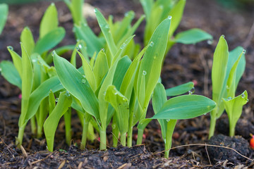 drop of warter on green leaves corn