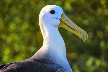 Portrait of Waved albatross on Espanola Island, Galapagos National park, Ecuador